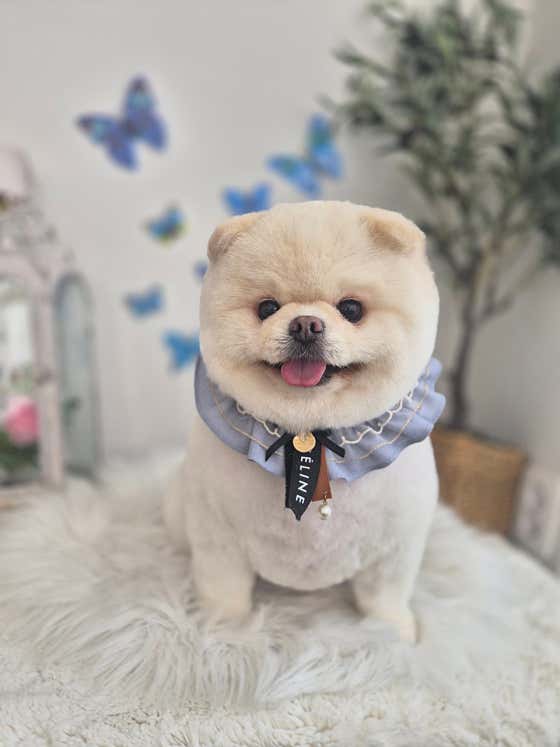 펫블랑 · 네이버 지도·플레이스 9