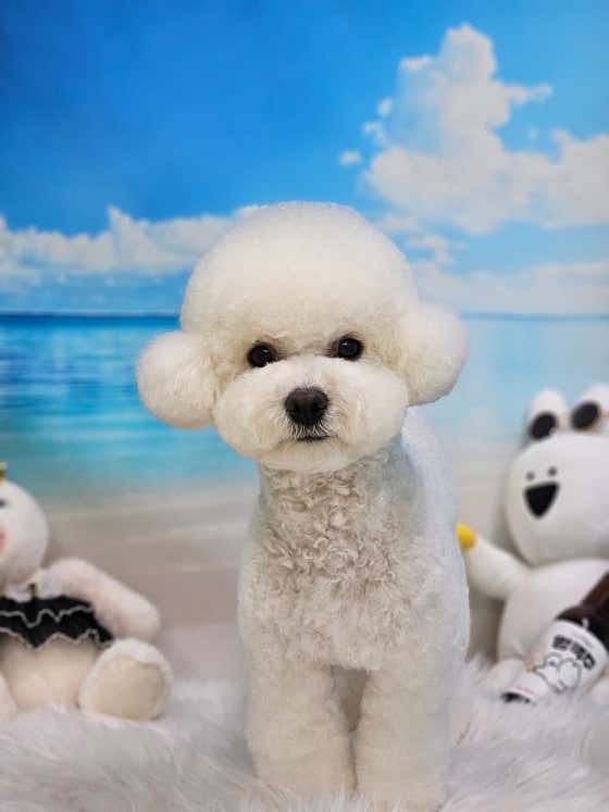 빠멍애견미용실