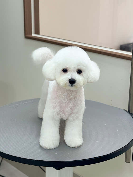 퍼피몽드 · 네이버 지도·플레이스 9