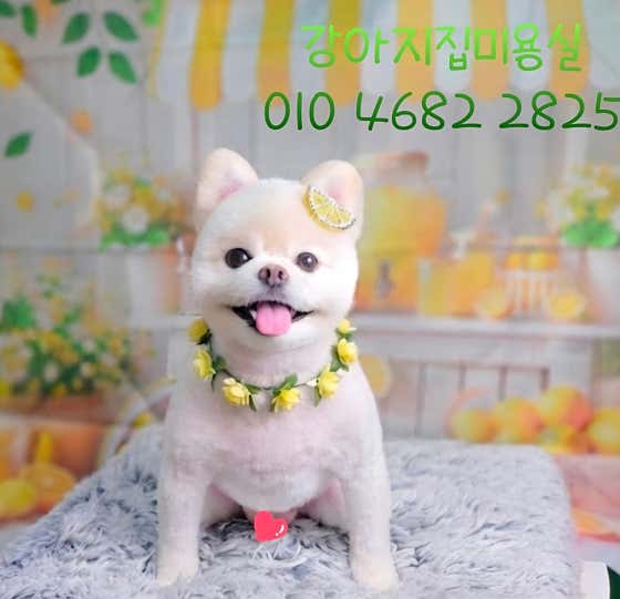 강아지집미용실