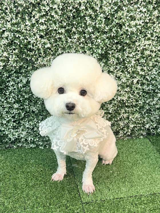 헤어멍펫살롱 · 네이버 지도·플레이스 3