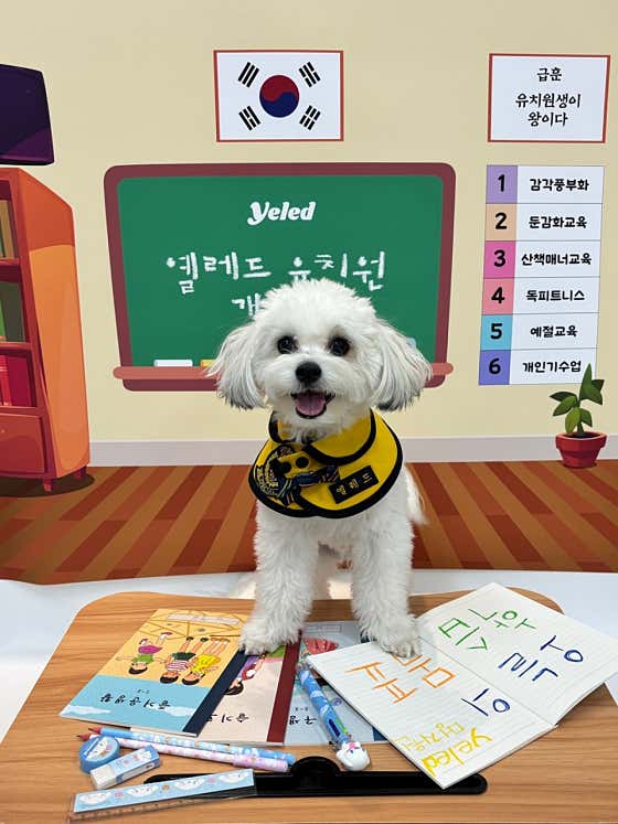 옐레드 애견유치원&애견호텔 하남감일점 · 네이버 지도·플레이스 2