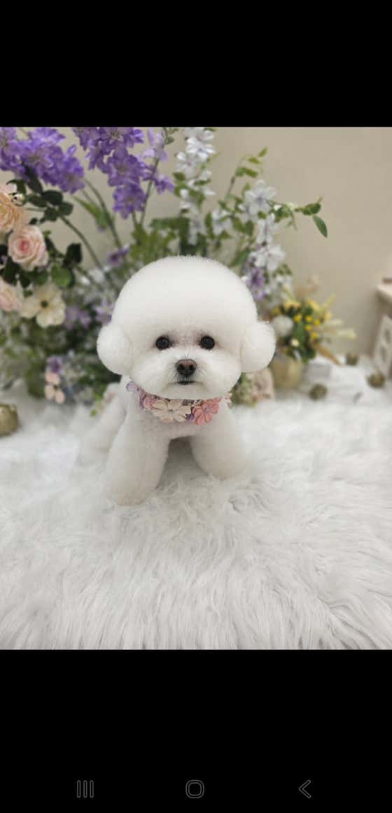 메이펫
