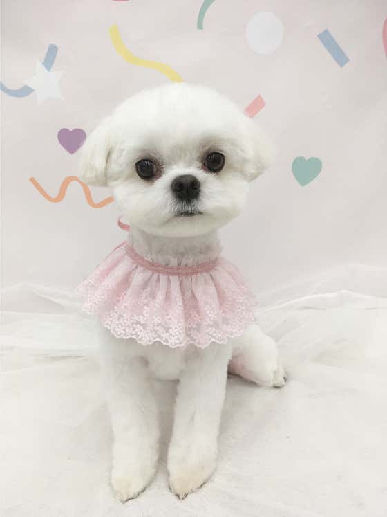 코지퍼피 · 네이버 지도·플레이스 3