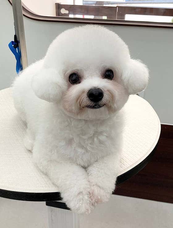 댕글동글 · 네이버 지도·플레이스 4
