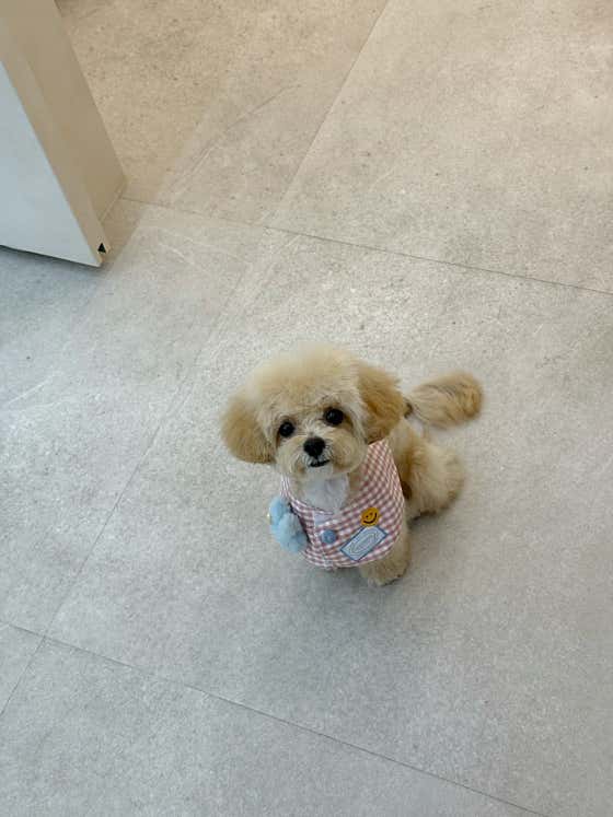 몽벨르 다산애견미용실 · 네이버 지도·플레이스 10
