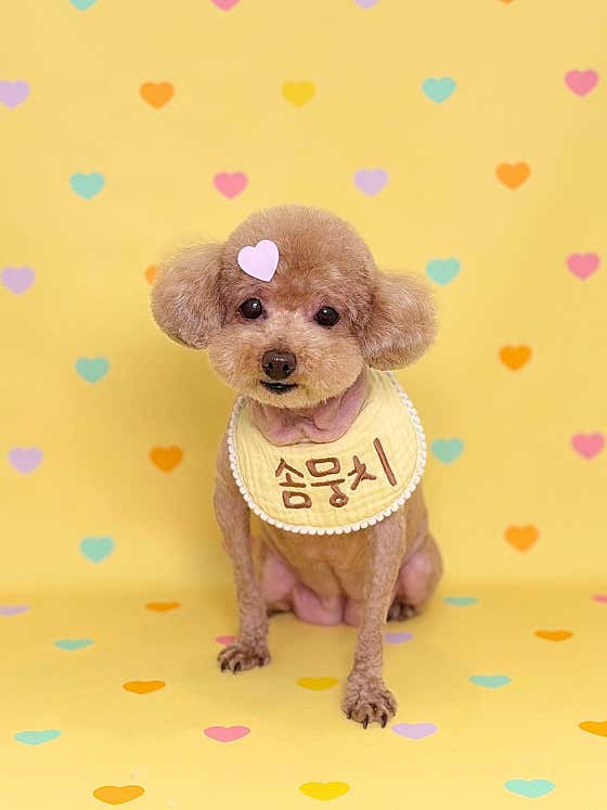 솜뭉치 · 네이버 지도·플레이스 8