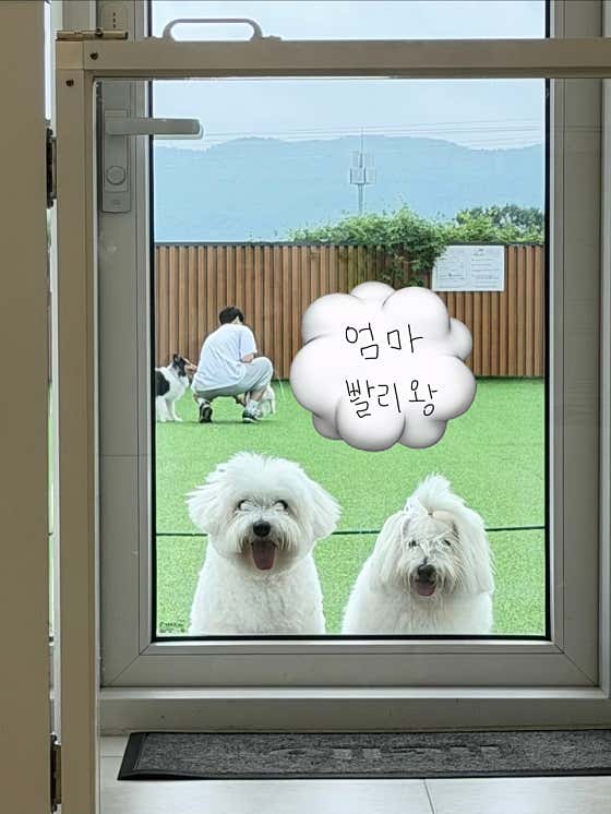 댕스팟 · 네이버 지도·플레이스 9