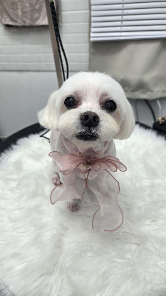 개이뻐 애견미용실 · 네이버 지도·플레이스 5