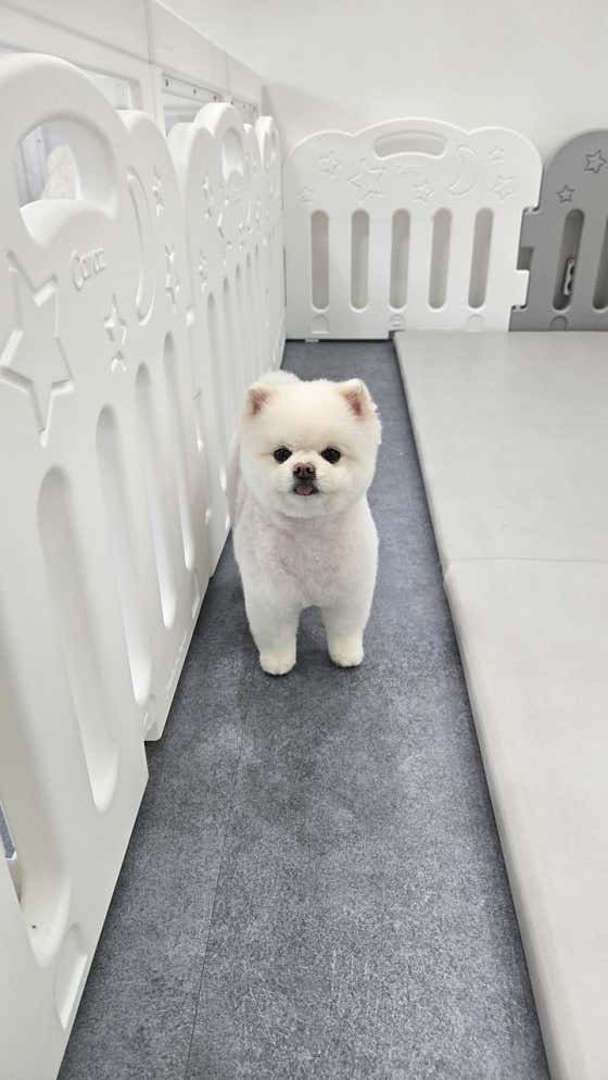 개이뻐 애견미용실