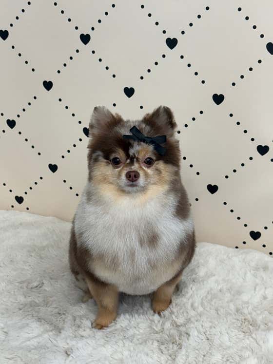 댕묭실 · 네이버 지도·플레이스 8