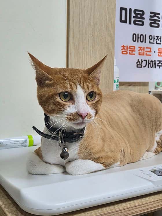 펫살롱 다솜 · 네이버 지도·플레이스 10