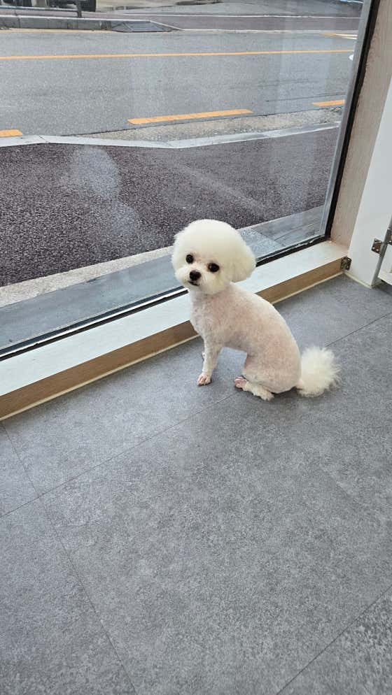 개이뻐 애견미용실 · 네이버 지도·플레이스 8