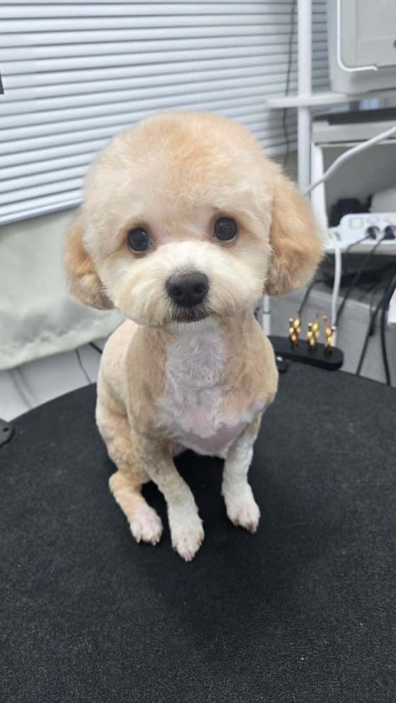 개이뻐 애견미용실 · 네이버 지도·플레이스 7