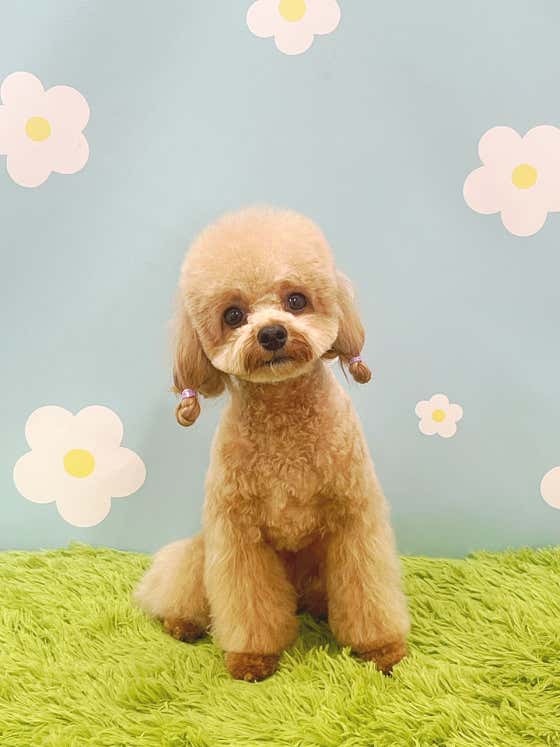 애견지몽 · 네이버 지도·플레이스 3