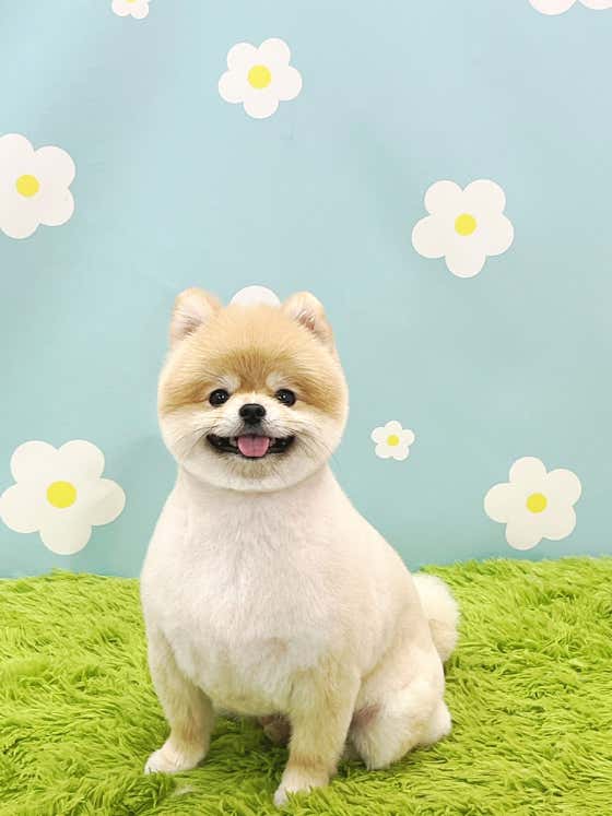 애견지몽 · 네이버 지도·플레이스 4