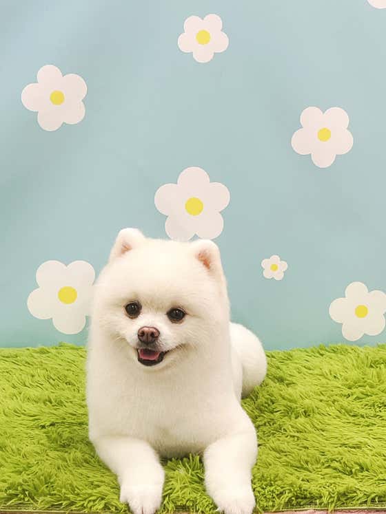 애견지몽 · 네이버 지도·플레이스 6