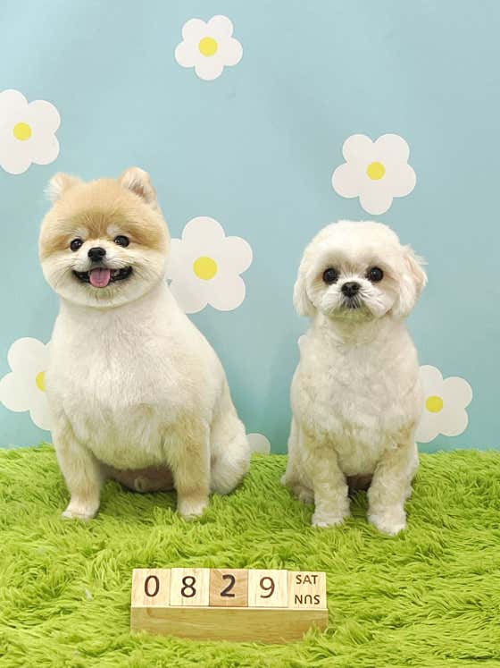 애견지몽 · 네이버 지도·플레이스 2