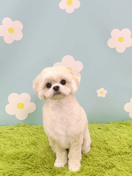 애견지몽 · 네이버 지도·플레이스 5
