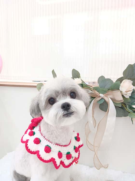 몽글몽 애견미용실 · 네이버 지도·플레이스 9