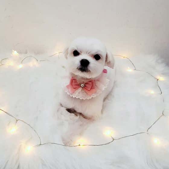 곁에 있을개 · 네이버 지도·플레이스 2