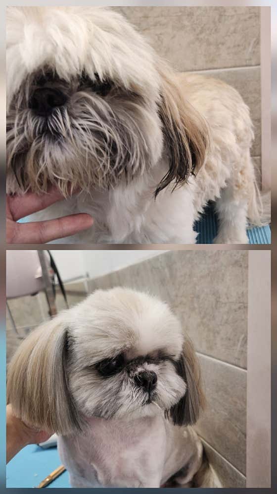 눈부시개 그루밍 · 네이버 지도·플레이스 2