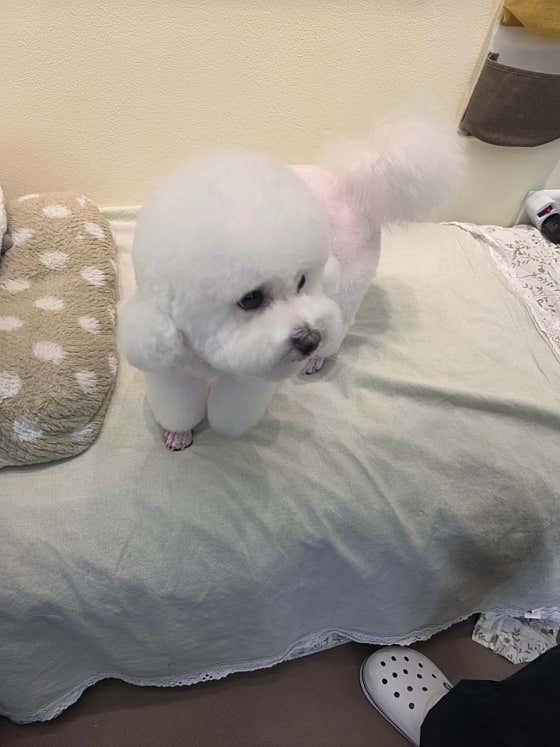 이리오시개