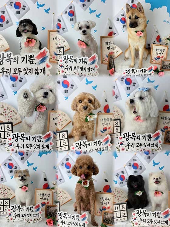 퍼시독 · 네이버 지도·플레이스 3