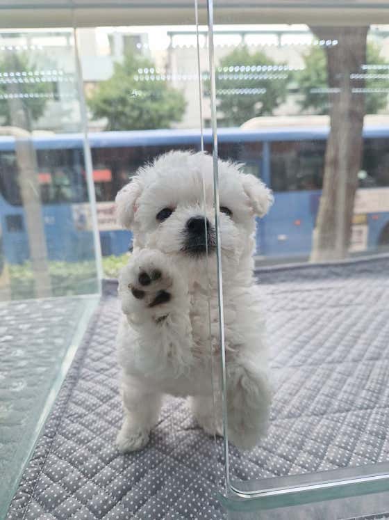 메가펫 · 네이버 지도·플레이스 2