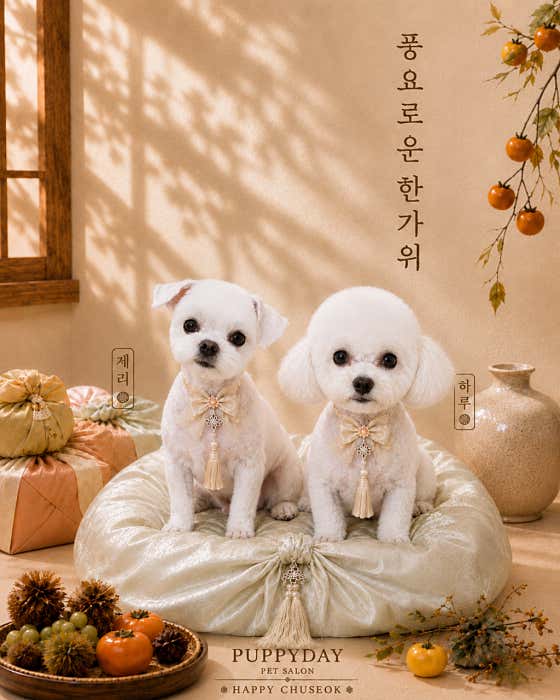퍼피데이 애견미용실 · 네이버 지도·플레이스 7