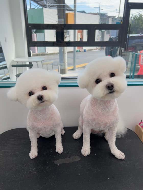 퍼피숑 · 네이버 지도·플레이스 5