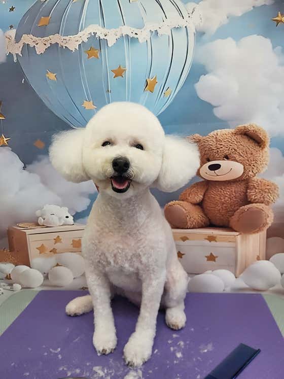 해피독 · 네이버 지도·플레이스 4