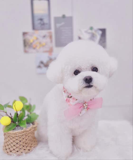 도로시
