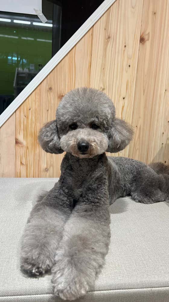 앞집강아지 · 네이버 지도·플레이스 3