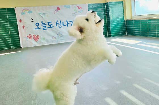 버블독스 부평공원점 · 네이버 지도·플레이스 8