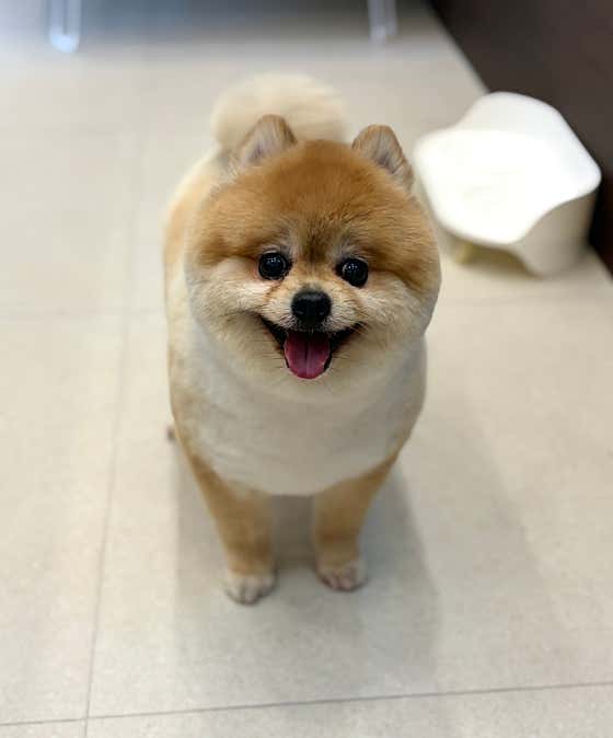 토닥토닥펫살롱 · 네이버 지도·플레이스 10