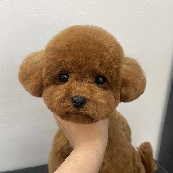 코지퍼프