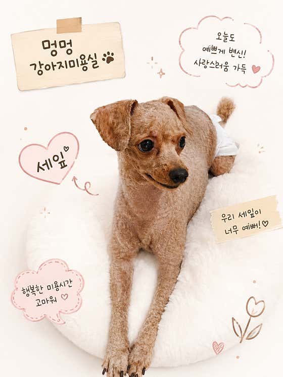 멍멍 강아지미용실 · 네이버 지도·플레이스 9