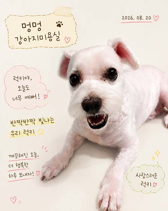 멍멍 강아지미용실 · 네이버 지도·플레이스 8
