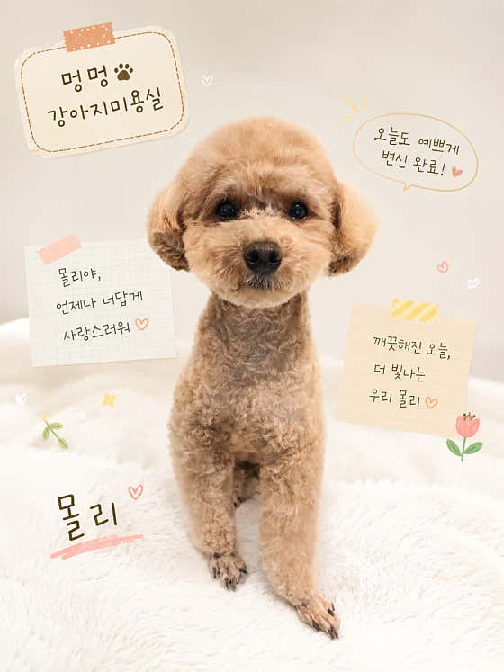 멍멍 강아지미용실 · 네이버 지도·플레이스 4