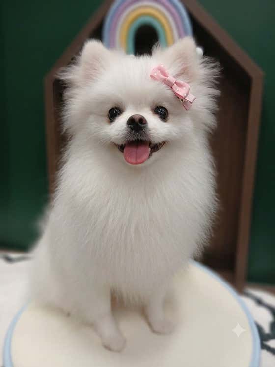 댕댕숲 강아지 미용실 · 네이버 지도·플레이스 9