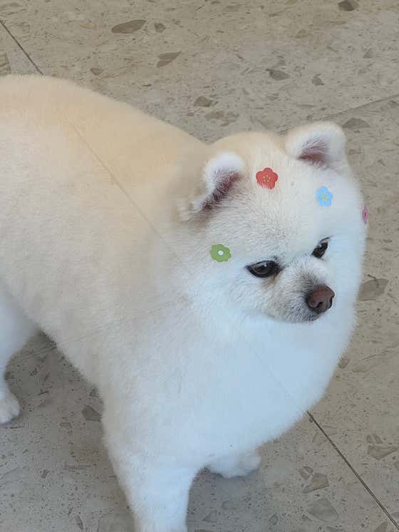 몽드몽 애견미용실 · 네이버 지도·플레이스 5