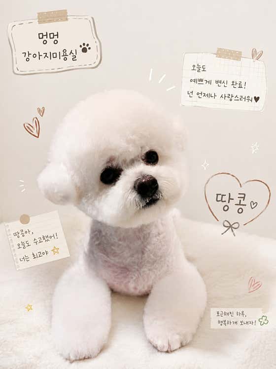 멍멍 강아지미용실 · 네이버 지도·플레이스 3