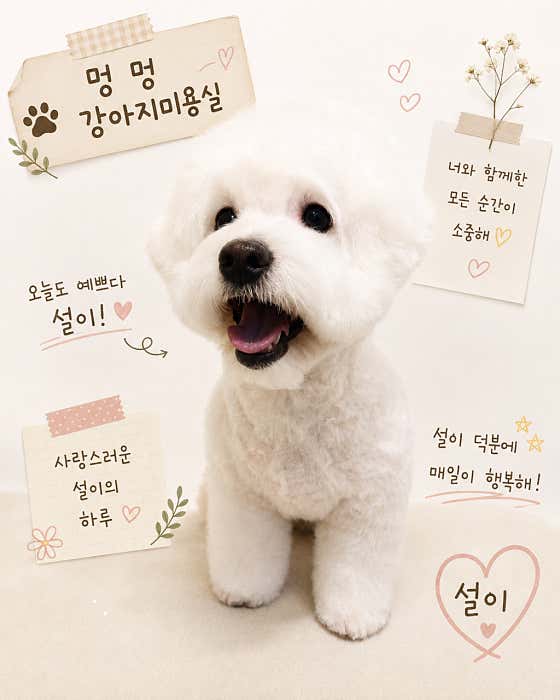 멍멍 강아지미용실 · 네이버 지도·플레이스 10