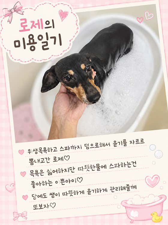 방긋방긋애견미용실 · 네이버 지도·플레이스 7