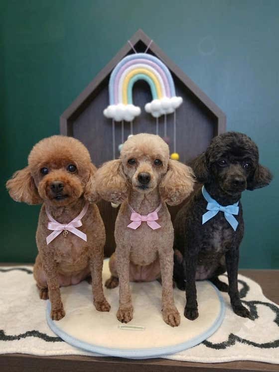 댕댕숲 강아지 미용실 · 네이버 지도·플레이스 3