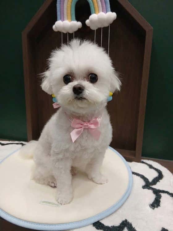 댕댕숲 강아지 미용실 · 네이버 지도·플레이스 5