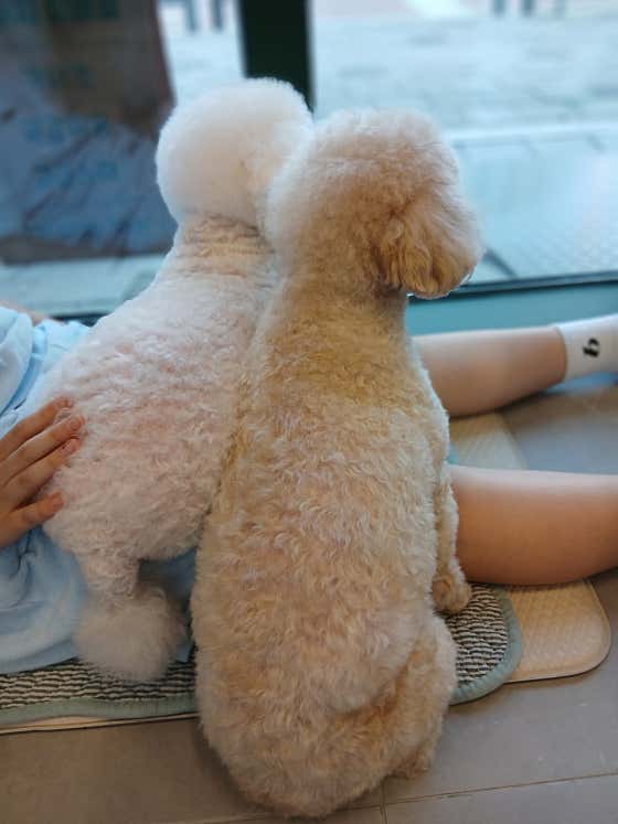 댕댕숲 강아지 미용실 · 네이버 지도·플레이스 7