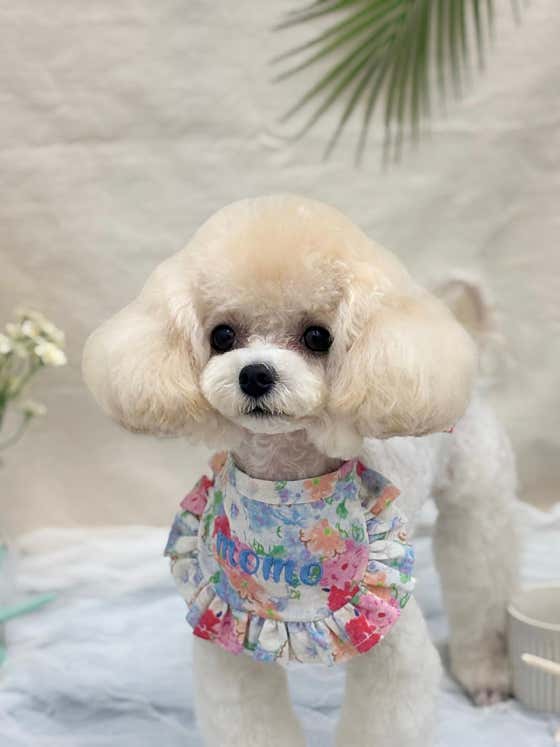 펫모모 · 네이버 지도·플레이스 5
