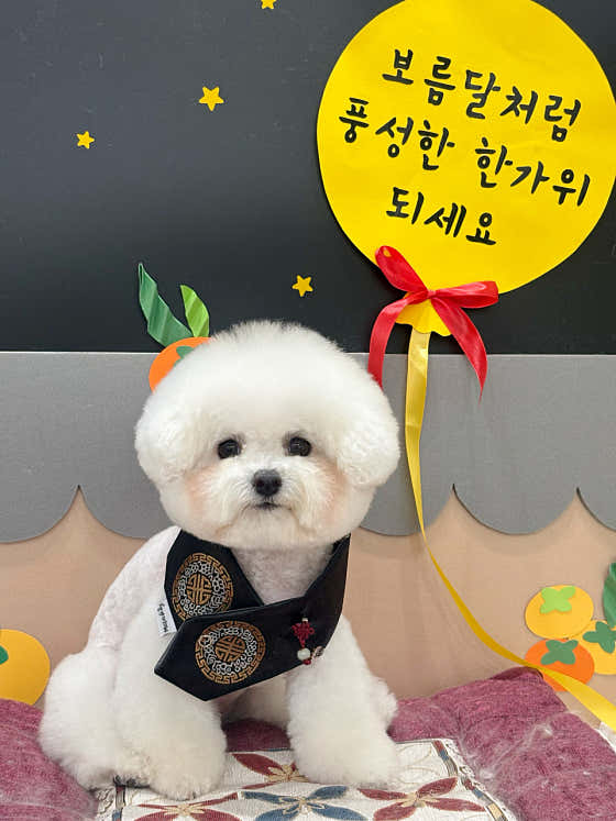 편안한댕